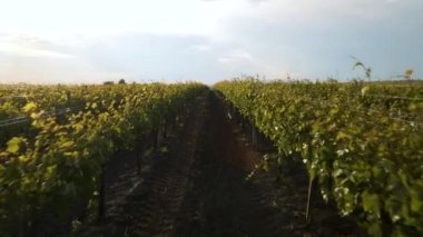 Gün batımında güzel şaraphanenin 4K hava manzarası.