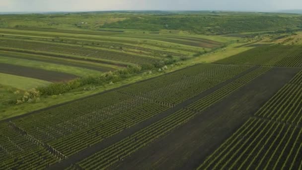 Vista aérea de terras agrícolas com vinhas. — Vídeo de Stock