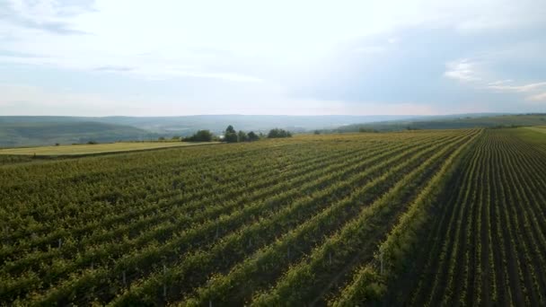 4K Flygbilder på vingårdar för biofilm — Stockvideo
