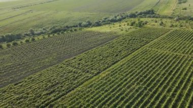 İtalyan Kırsal Bölgesi Güzel Çiftlikler ve Üzüm bağları Güzel Hava Manzarası