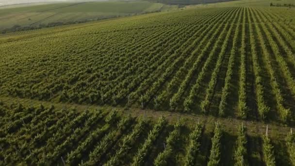 Filmagem aérea cinematográfica de vinhas — Vídeo de Stock