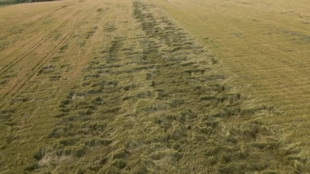 Vista aérea de un campo de trigo afectado por la enfermedad — Vídeo de stock