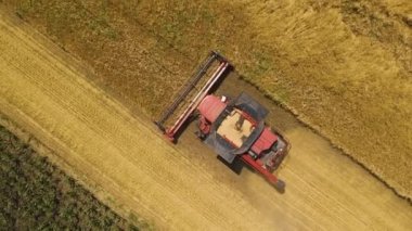 Hava görüntüsü 4k çözünürlüğü Modern biçerdöver toplayıcıları olgunlaşmış buğday toplar