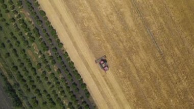 Hasat makinesini tarlada yetişmiş altın buğday toplamak için birleştirin.