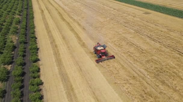 4K Buğday hasadının hava görüntüsü — Stok video