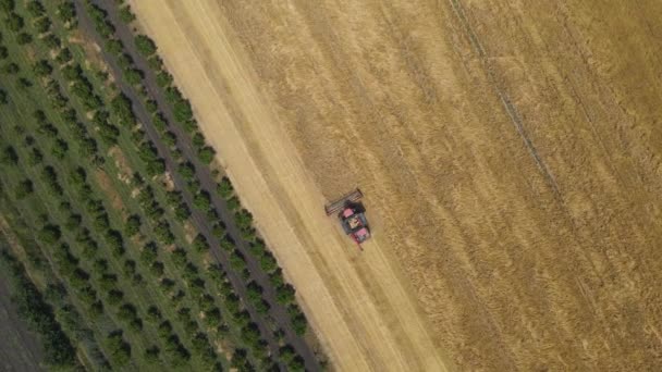 Сельскохозяйственная комбайна собирает на поле пшеницу золотого созревания — стоковое видео