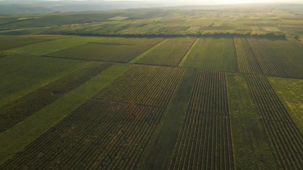 Beautiful Aerial View of Green Agricultural field on Sunrise. — Stock Video