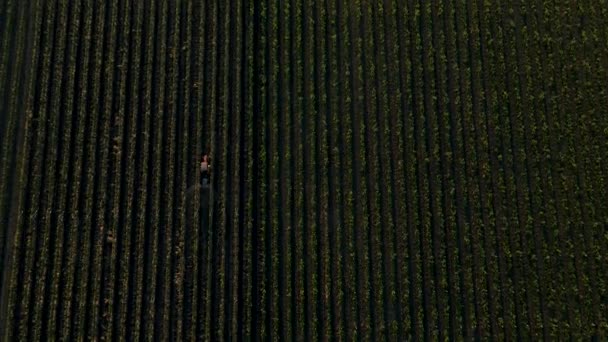 Letecký pohled na pesticid postřikující traktor — Stock video