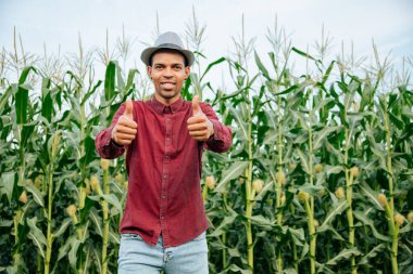 Mutlu Afro-Amerikan çiftçisi mısır tarlasında duruyor.