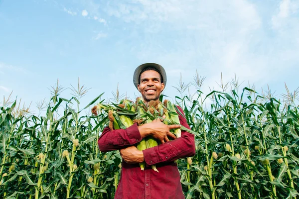 the farmer holds the corn cob in his arms and