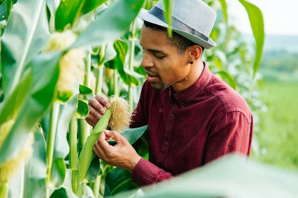 Agronomem v kukuřičném poli a zkoumá plodiny. Agribusiness koncept — Stock fotografie