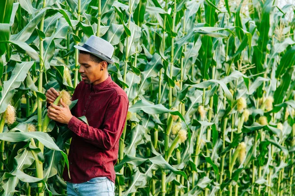 Mladý africký zemědělec stojící na kukuřičném poli zkoumá při západu slunce úrodu. — Stock fotografie