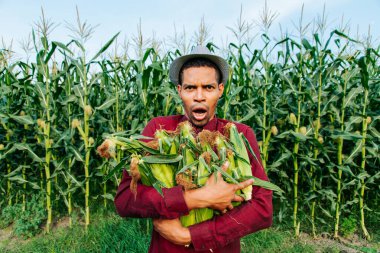 Hasat zamanı. Şaşırmış Afrikalı Amerikalı çiftçi mısır koçanı topluyor.