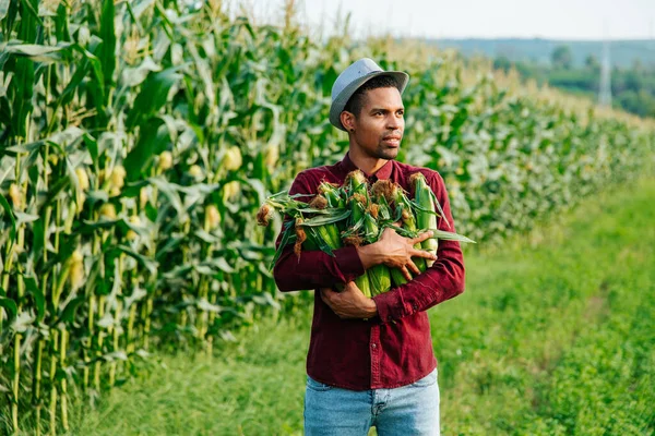 Tiempo de cosecha agronegocio, joven granjero negro con sombrero sostiene mazorcas de maíz en sus brazos — Foto de Stock