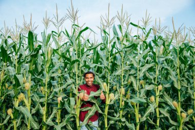 Şapkalı mutlu Afrikalı çiftçi mısır tarlasında oturuyor ve baş parmağını kaldırıyor..