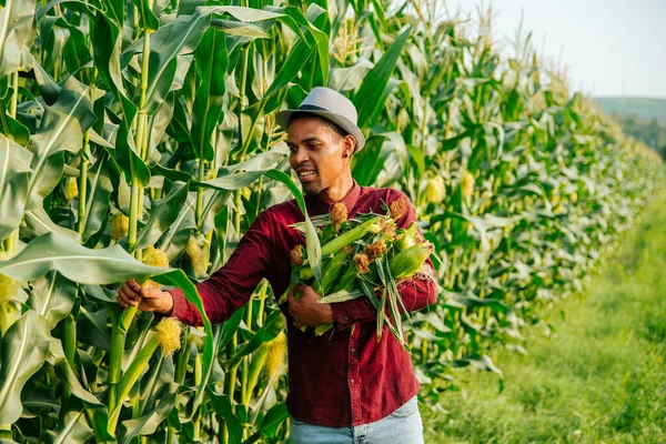 Mladý a veselý moderní africký americký farmář shromažďuje kukuřičné paličky — Stock fotografie