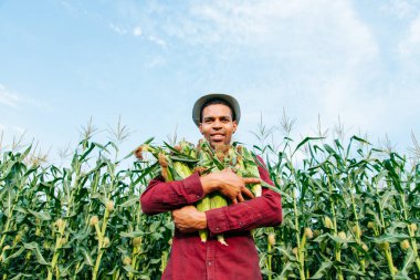 Afro-Amerikan çiftçi kameraya bakıyor ve kollarında mısır koçanı tutuyor.