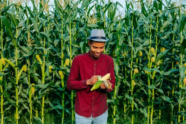 Agronomist are cleaning an corn cobs yellow corn on the background of a corn field. — Stock Photo, Image