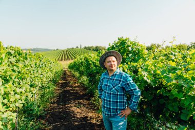Üzüm bağında mahzenlenmiş erkek çiftçinin üst görüntüsü.