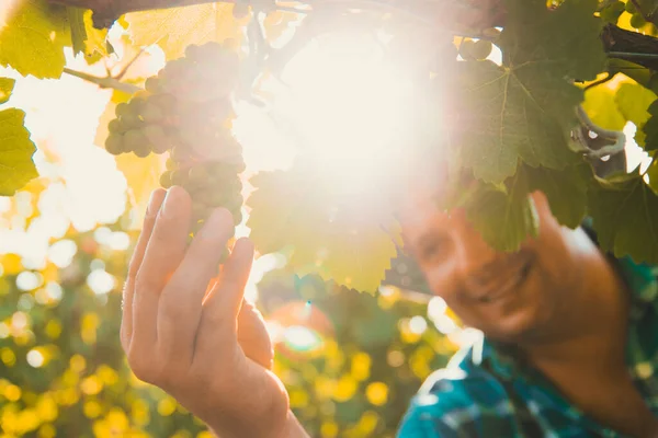 Primo piano di mani di viticoltore maschio che tocca l'uva di vite — Foto Stock