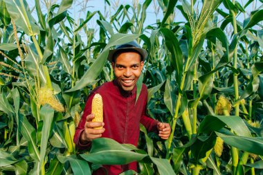 Mutlu Afrika kökenli Amerikalı çiftçi hasat zamanı başarılı bir şekilde mısır koçanı gösteriyor.