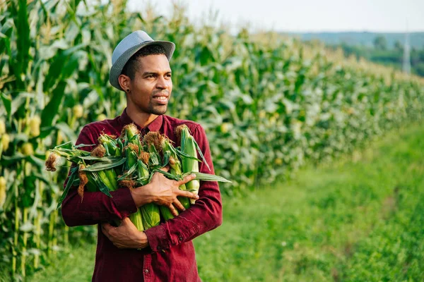 Harvest time agribusiness, young black farmer with hat holds corn cobs in his arms — Stock Photo, Image