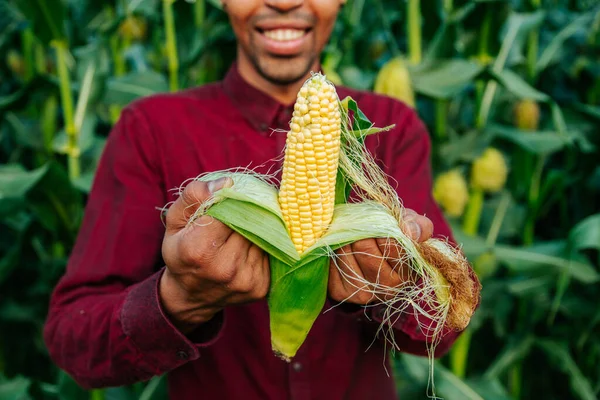 Close up of joyful Farmer agronomist looking at camera and peeling corn ear on the cob. — Stock Photo, Image