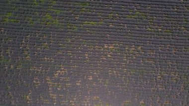 Çiçek açan lavanta tarlası 4K hava manzaralı İHA yaz güneşi