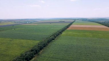 4K video, mısır tarlaları üzerinde İHA uçuşu.