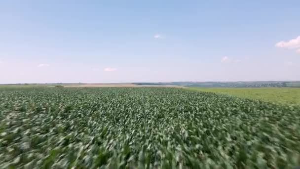 Voo de drone sobre campos de milho — Vídeo de Stock