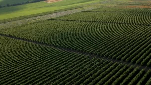 Campo Italiano Fazendas e vinhedos bonitos Vista Aérea Bonita 4K imagens — Vídeo de Stock