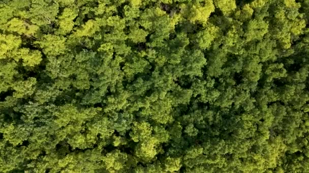 Dron oddálí rotaci nad barevnou texturou v přírodě. Zelený strom les pozadí, — Stock video