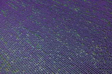 Çiçek açan lavanta tarlası. Gökyüzü manzaralı.