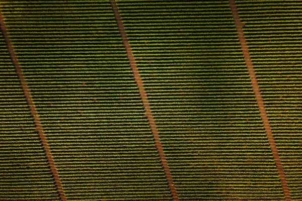 葡萄园，一个令人印象深刻的空中图像在葡萄园在一个惊人的景观, — 图库照片