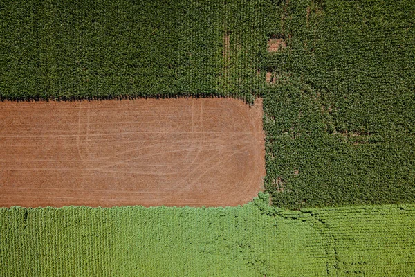 Agricultural fields with corn and wheat crops aerial view. — Stock Photo, Image