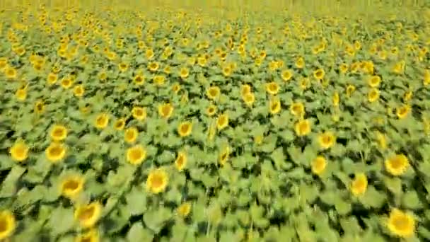 Вид с воздуха цветущий подсолнух подсолнечник 4k полевое растение — стоковое видео