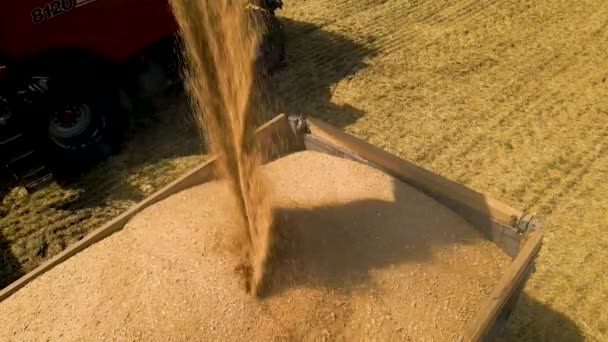 Concepto de cosecha de trigo. Imágenes 4K de Combine la carga de grano de trigo en el remolque del camión. — Vídeo de stock