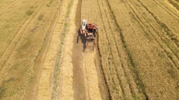 古いコンバイン・ハーベスターの空中ビューは小麦を収穫するために進みます. — ストック動画