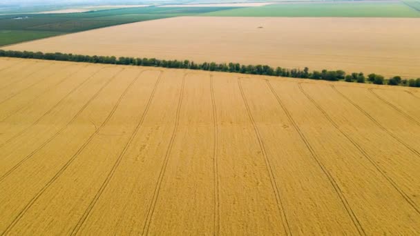 Vista aérea da paisagem 4K de campos agrícolas cultivados amarelos com culturas de trigo em crescimento — Vídeo de Stock