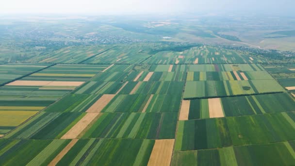 Letecký pohled na geometrické údaje o zemědělských polích s různými plodinami — Stock video