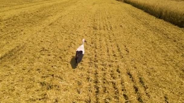 Bílý čáp kráčí přes pole s pšenicí. — Stock video