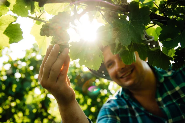 Primo piano di mani di viticoltore maschio che tocca l'uva di vite — Foto Stock