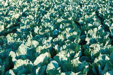 Organik Cabage grubundan dikti.