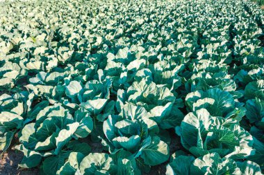 Organik Cabage grubundan dikti.