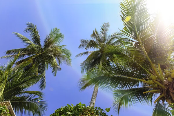 Palmy, nízký úhel pohledu proti modré obloze. — Stock fotografie