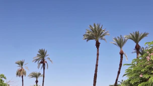 Palms waving in the wind of Egypt — Stock Video