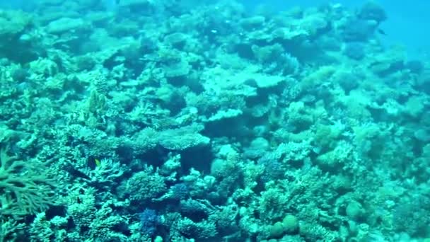 Коралловые рыбы Египта — стоковое видео