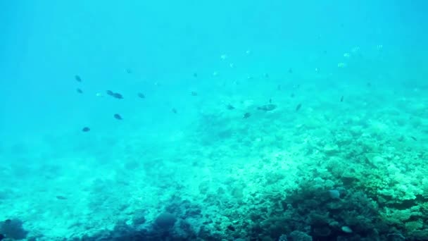 홍 산호 물고기 이집트 — 비디오