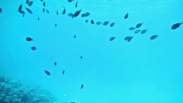 Ikan Koral Laut Merah Mesir — Stok Video