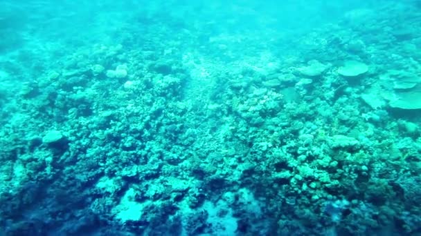 Mer Rouge Poisson corail Egypte — Video